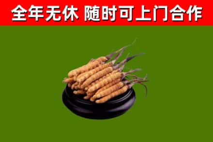 江城烟酒回收冬虫夏草.jpg